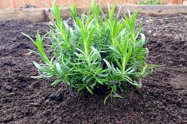 lavender bush