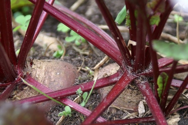 beet overgrowth