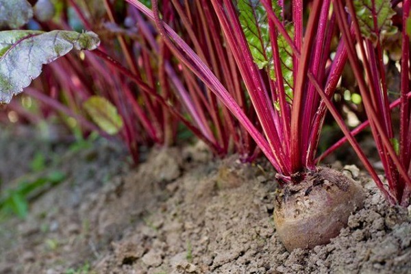 large root vegetables