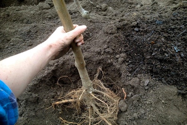 tree with roots 