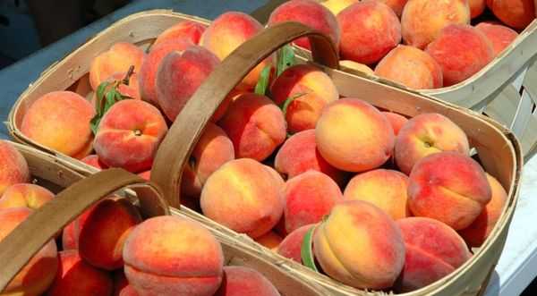 storage of peaches