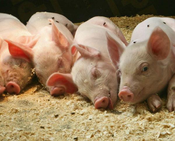 Bakterien für die Einstreu in einem Schweinestall