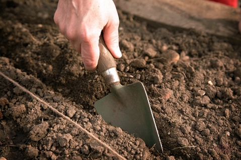 preparing the soil for planting tomatoes