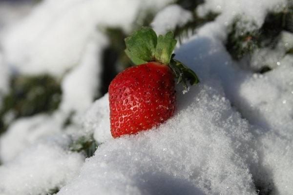 sneeuw ligt 