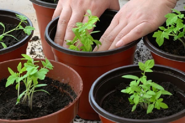 in flower pots