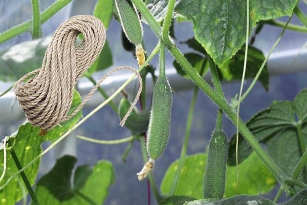 rope on plants 