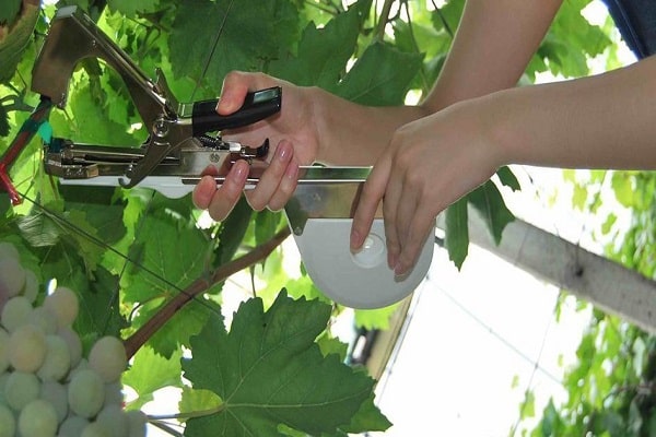 tie up grapes