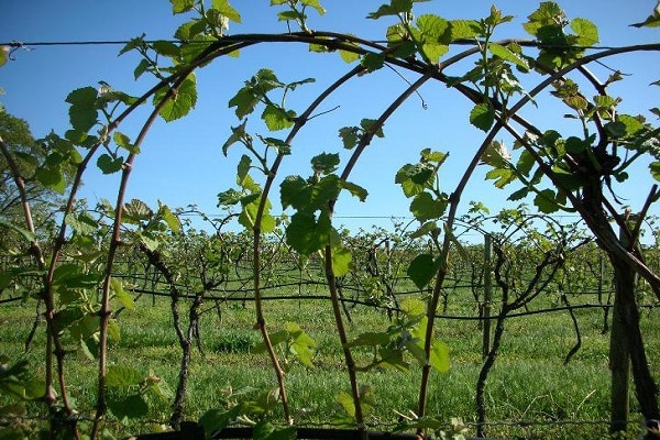 fastening branches