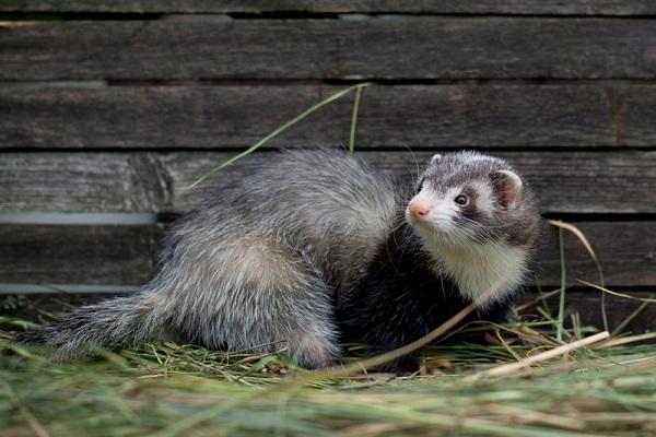 ferret near the building 