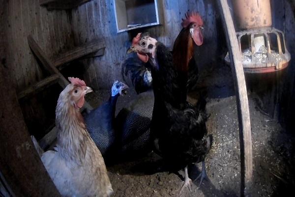 rebellious hens 