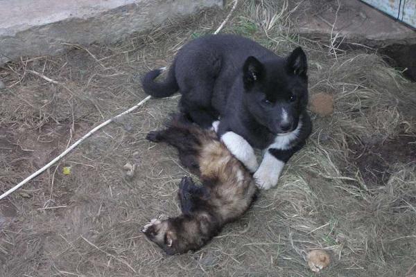 dog with rodent 