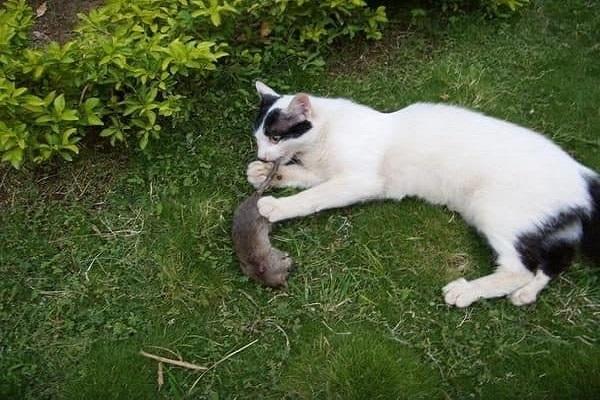 o gato está mentindo 