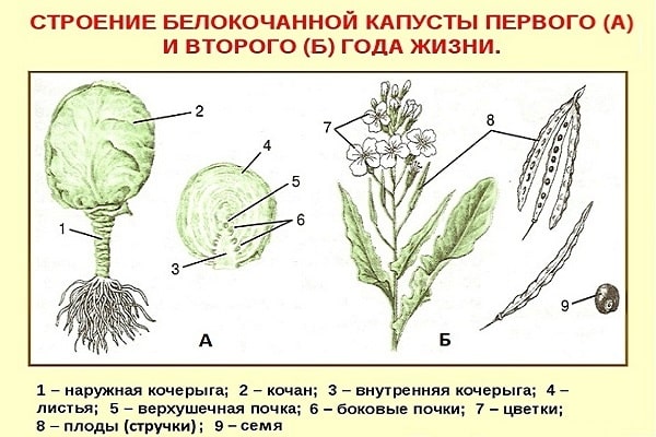 комплетну структуру 