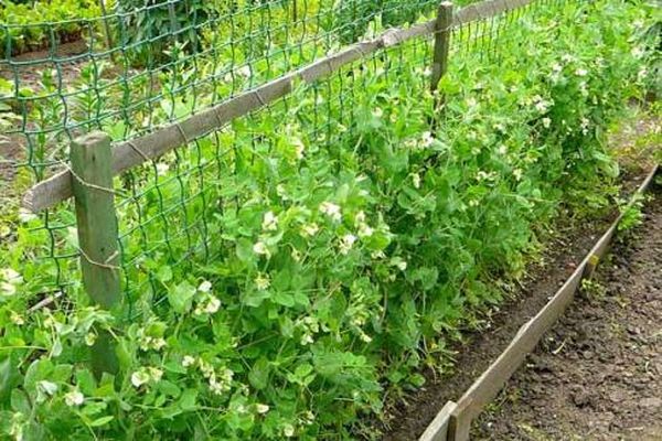 peas growing