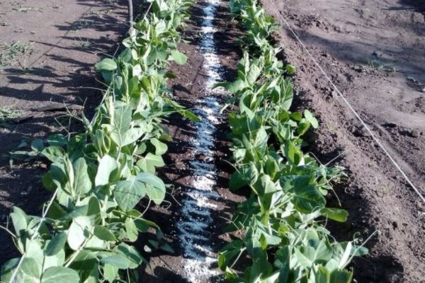 feeding peas