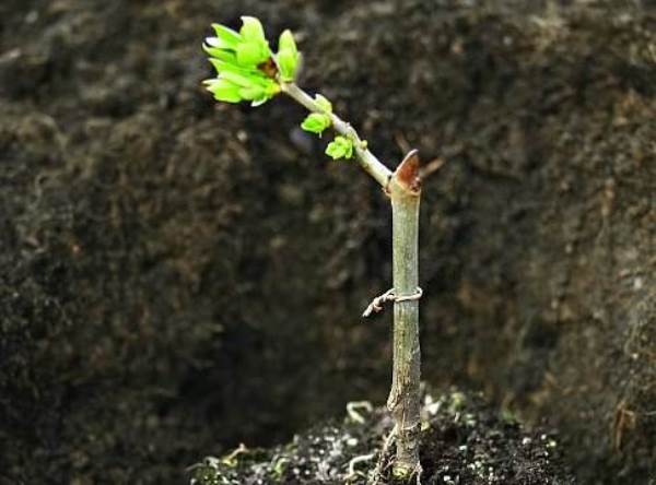 viburnum rožu dārzs 