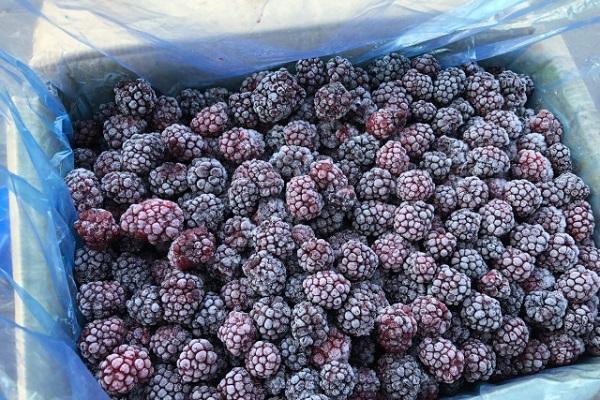 drying blackberries