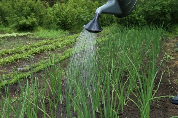 irrigate the beds