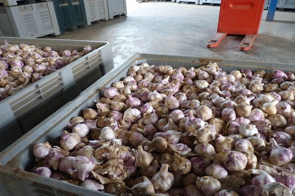 harvest in the cellars 