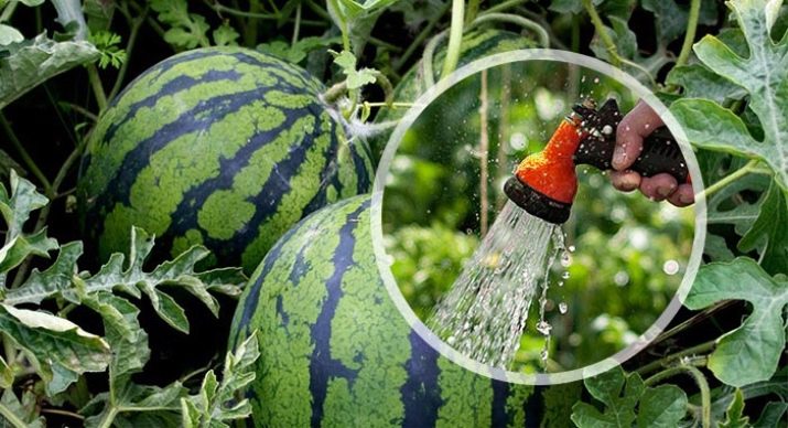 eine Wassermelone gießen