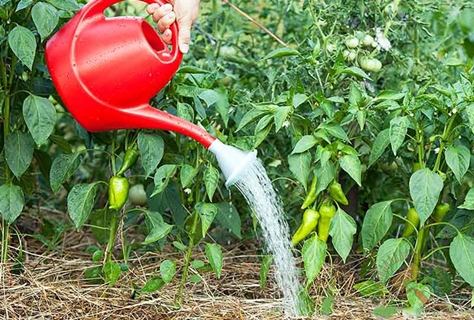 watering peppers from a sprinkler 