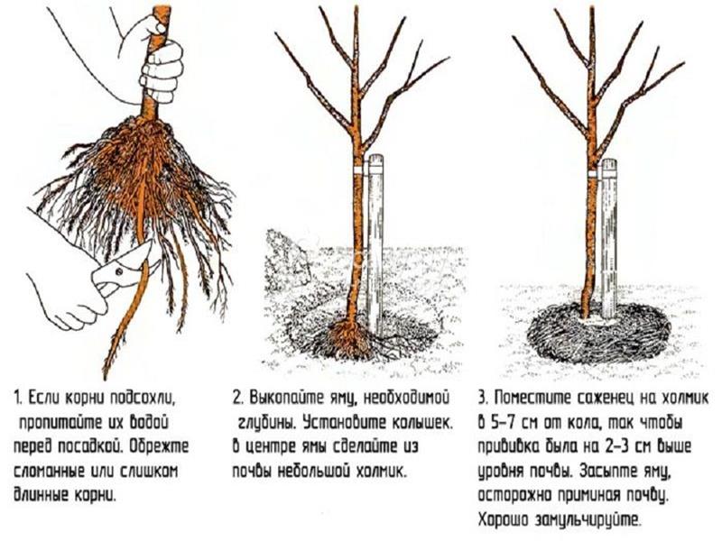 plantio de cereja