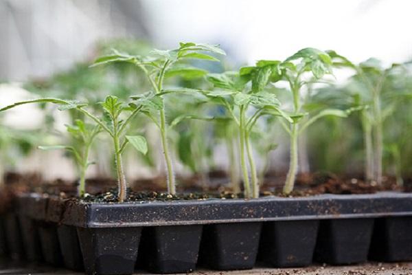 germinação uniforme 