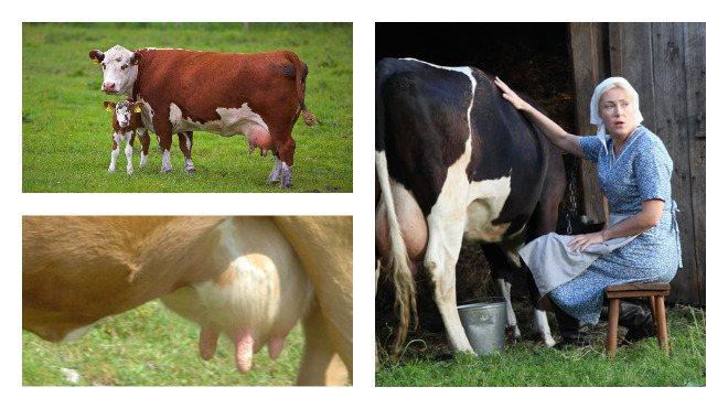 16 běžných onemocnění vemene u krav a jejich léčba