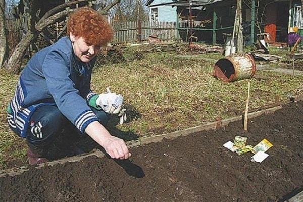 Pflege für Zucchini