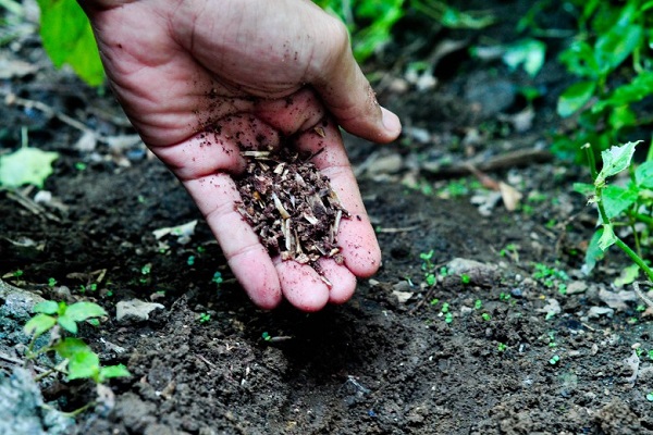 groente planten