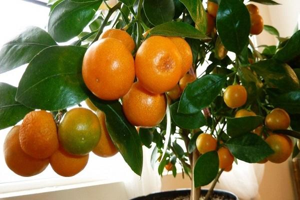 malé mandarinky 