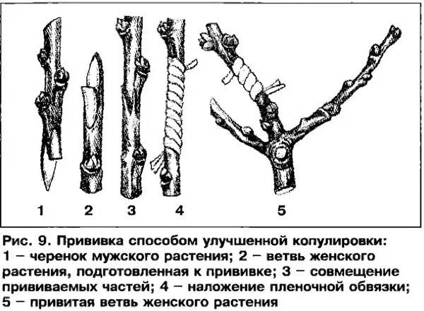 шема вакцинације