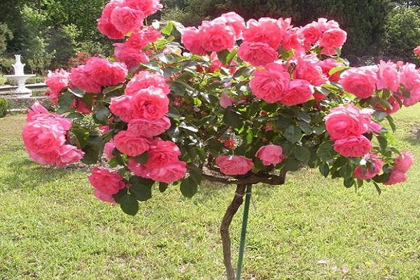 buisson rose 