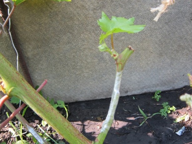 grape grafting