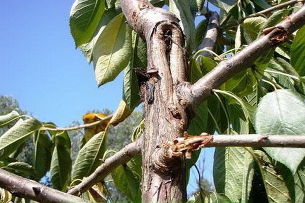 parte de un árbol