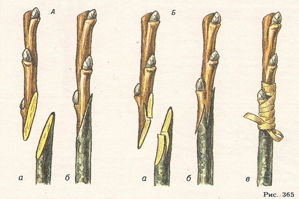 dibujos de circuitos 