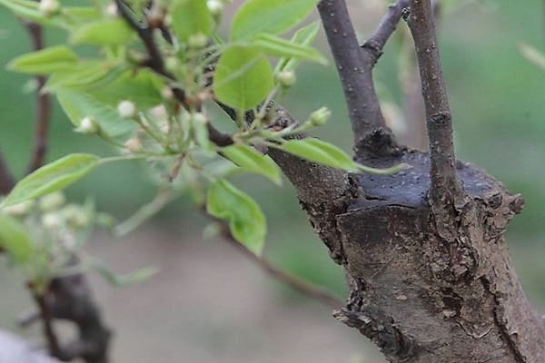 cành ghép và gốc ghép