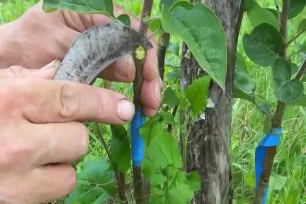 verzorging van appelbomen