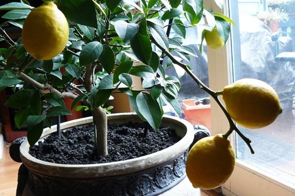 citrusvruchten in een pot 