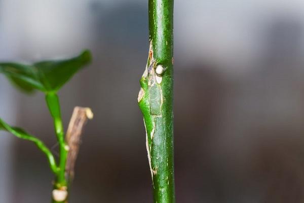 planta de caule 