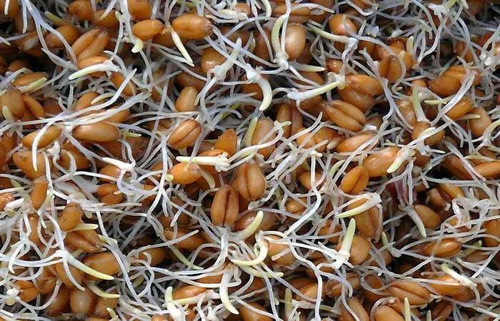 sprouted wheat 