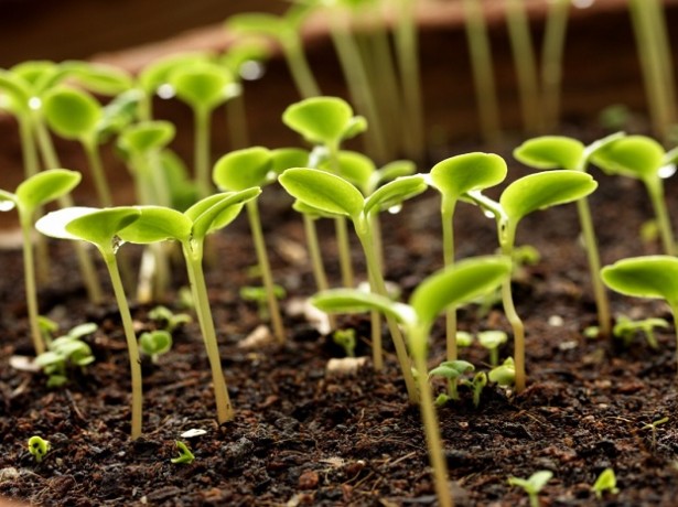 growing beans