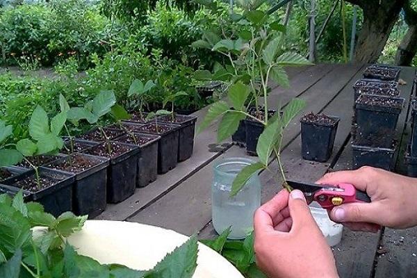 taille pendant la propagation 