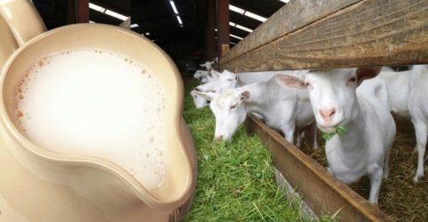 obtenir une chèvre pour le lait, par où commencer