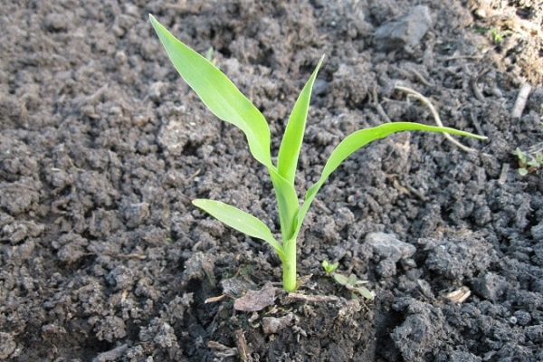 rostliny kukuřice