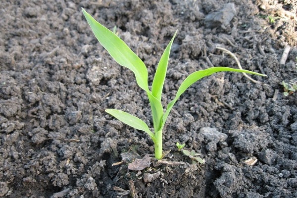 plantes de blat de moro