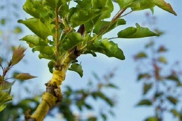 formació de la corona