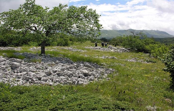 Steine ​​in der Nähe des Baumes 