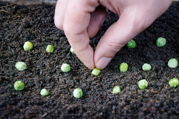 plantado em estufa