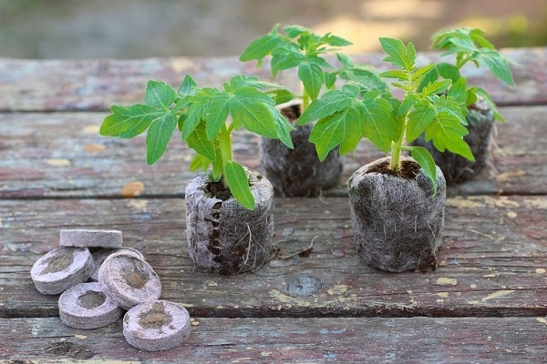 Como plantar e cultivar tomates em pastilhas de turfa